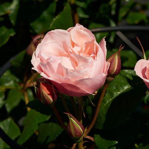Rosa Lilo ™ - roz - Trandafir copac cu trunchi înalt - cu flori în buchet - coroană tufiș